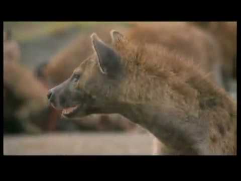 12 Mal haben sich Hyänen mit den falschen Tieren angelegt!